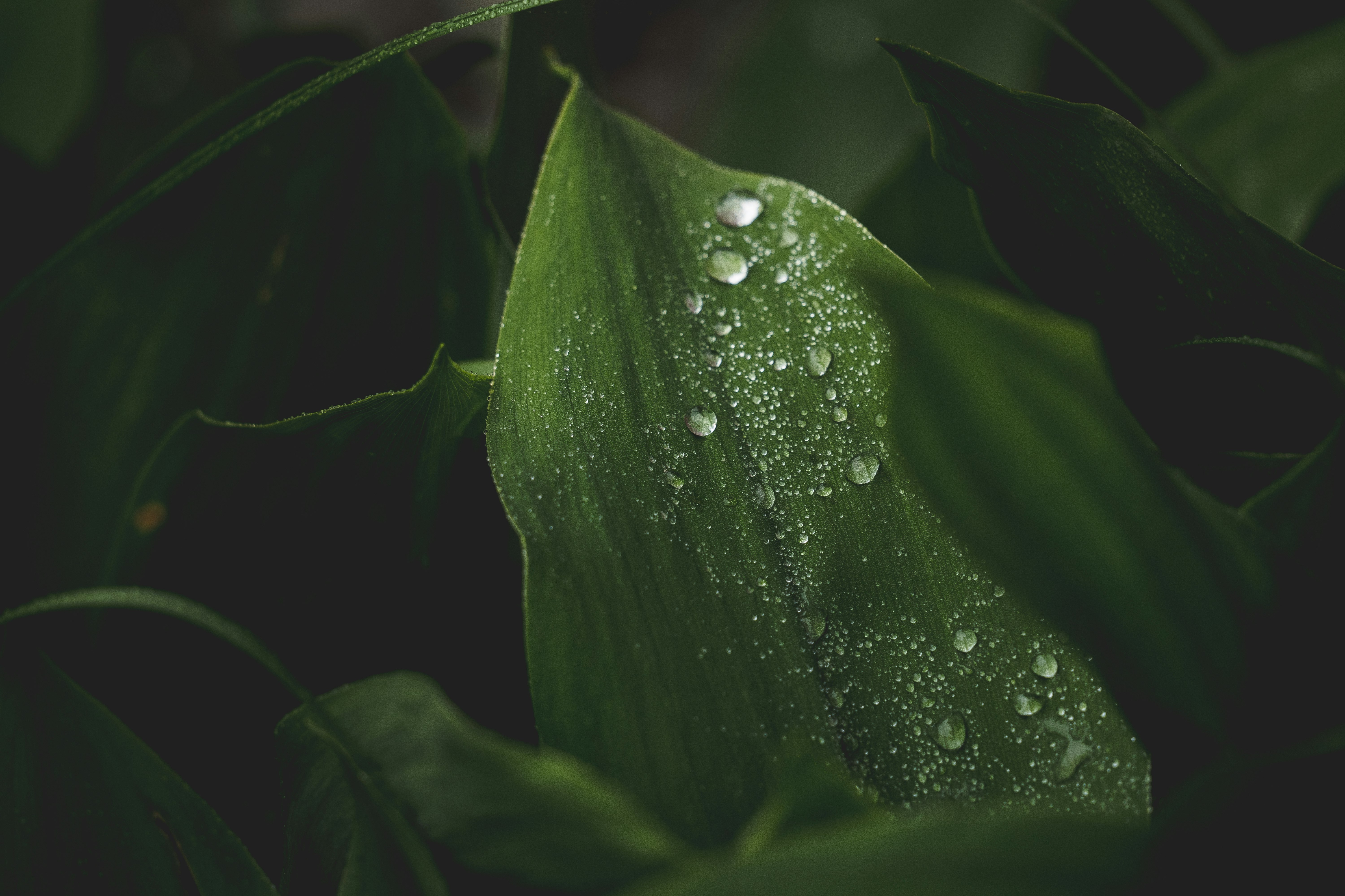 water droplets on green plant